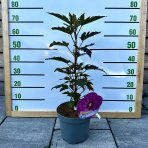 Ibištek bahenný (Hibiscus moscheutos) ´BERRY AWESOME´® - výška 50-80 cm, kont. C5L